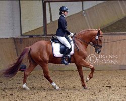 dressage horse Fuego 153 (Lusitano, 2010, from Alcaide)