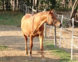 broodmare Diva (Thuringia, 1996, from Eklat)