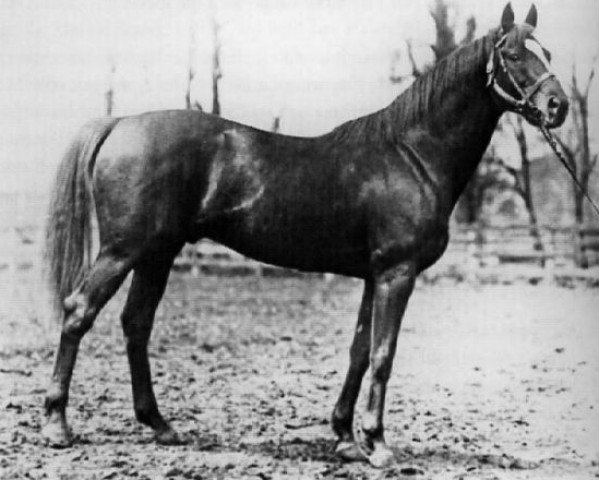 stallion Fair Play xx (Thoroughbred, 1905, from Hastings xx)