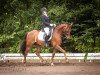 dressage horse Captain Morgan WE (German Riding Pony, 2011, from Calido G)