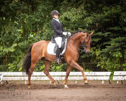 dressage horse Captain Morgan WE (Deutsches Reitpony, 2011, from Calido G)