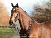 dressage horse Bandiet 3 (KWPN (Royal Dutch Sporthorse), 2006, from Uphill)