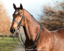 dressage horse Bandiet 3 (KWPN (Royal Dutch Sporthorse), 2006, from Uphill)