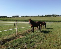 horse Artus B (French Trotter, 2013, from Buvetier d'Aunou (FR))