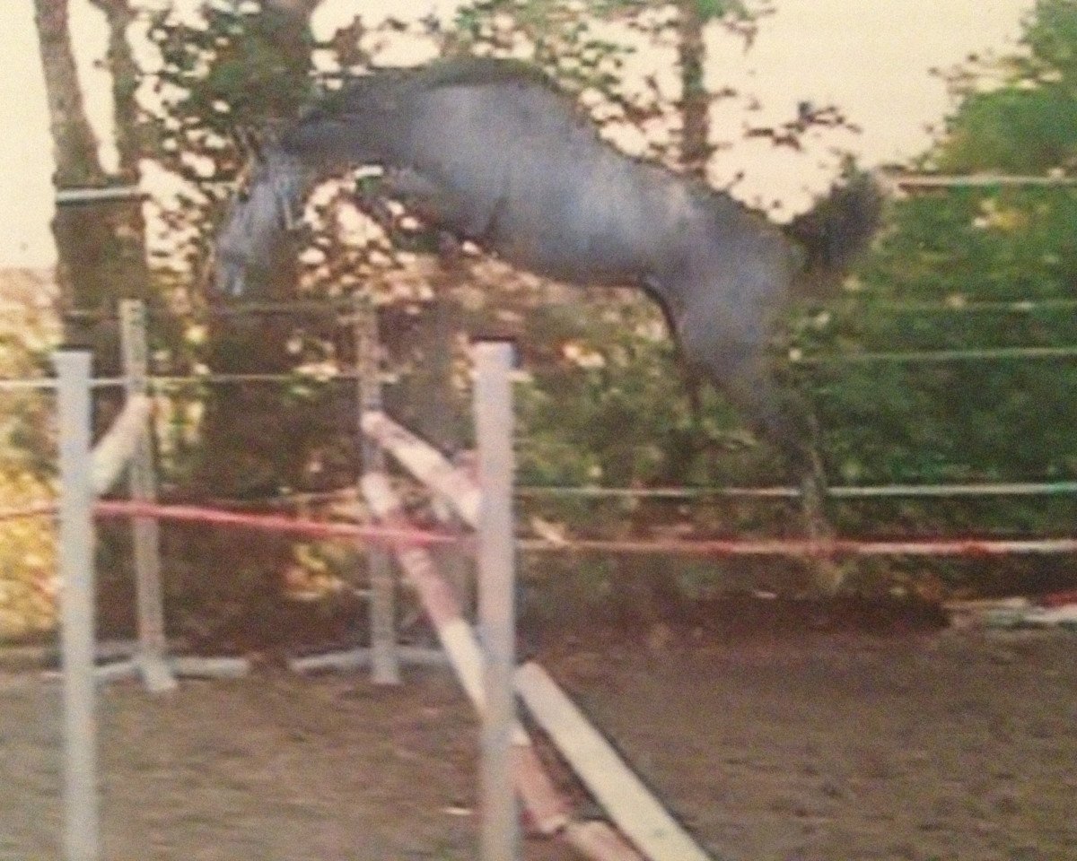 Zuchtstute B-CarissimaTH (Holsteiner, 2009, von Calido I)