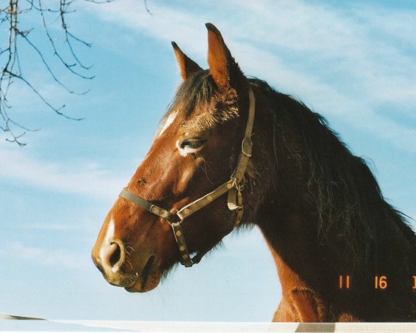 Pferd Armbro Soul (Traber, 2002, von Divinator US-N-4420)