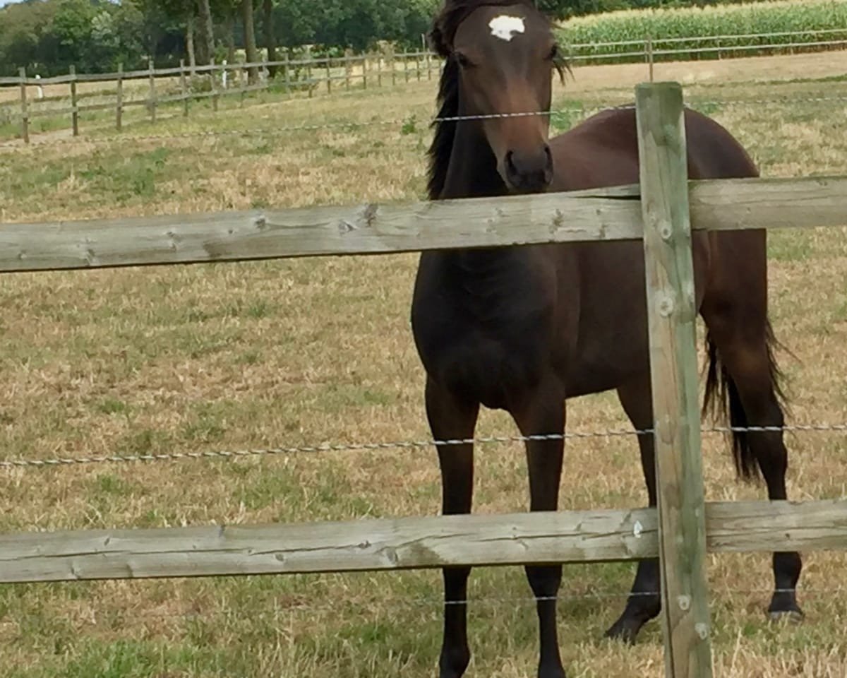 dressage horse Nobels Ornella Muti (German Riding Pony, 2018, from Nobel Nagano NRW)