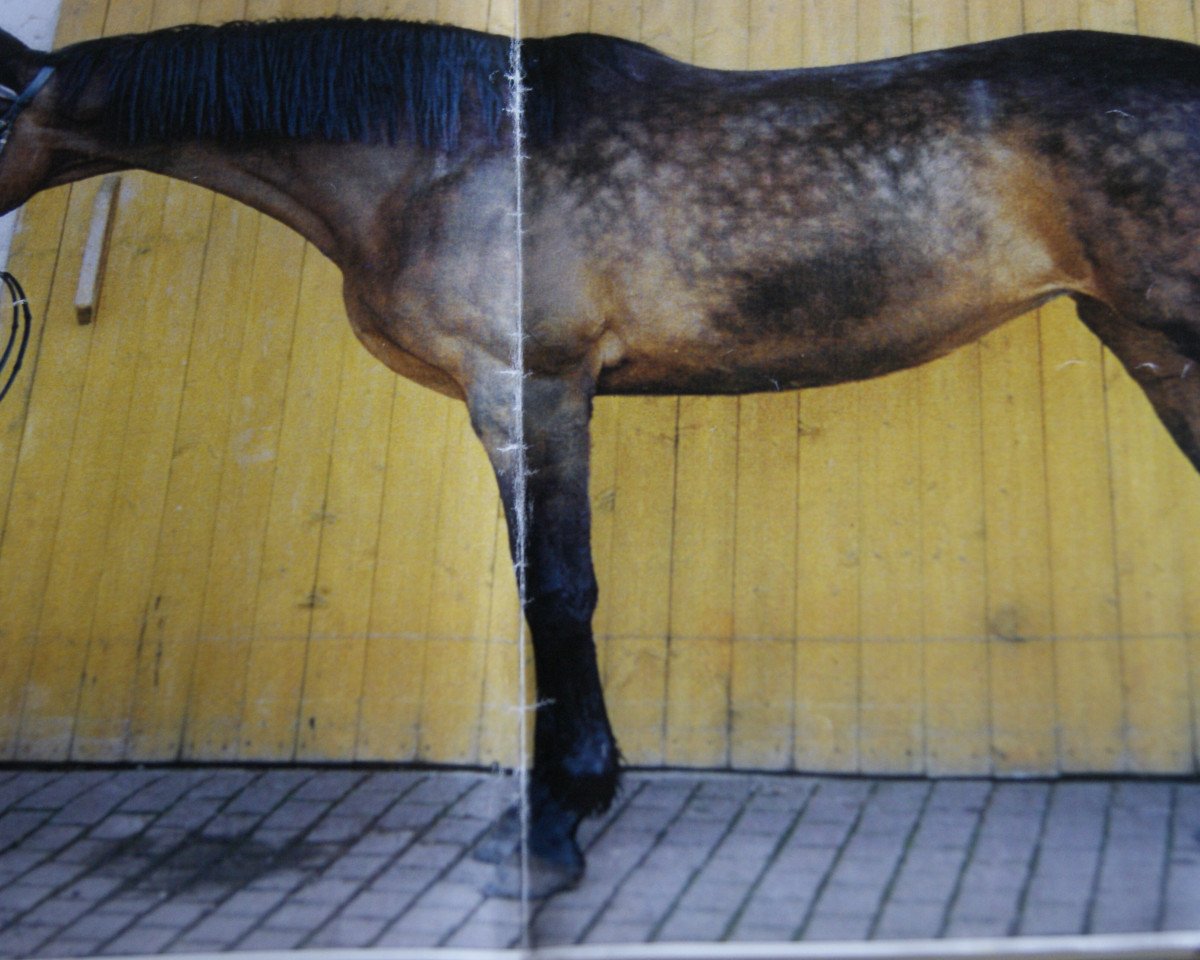 Zuchtstute Reggia (Trakehner, 1992, von Vermont)