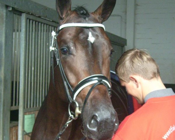 dressage horse Quatertime (Westphalian, 2009, from Quaterback)