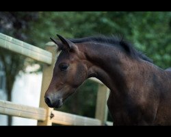 dressage horse Sublime (Oldenburg, 2018, from Sandro Hit)