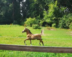 broodmare Gisele AK (German Riding Pony, 2019, from Kastanienhof Manhattan)