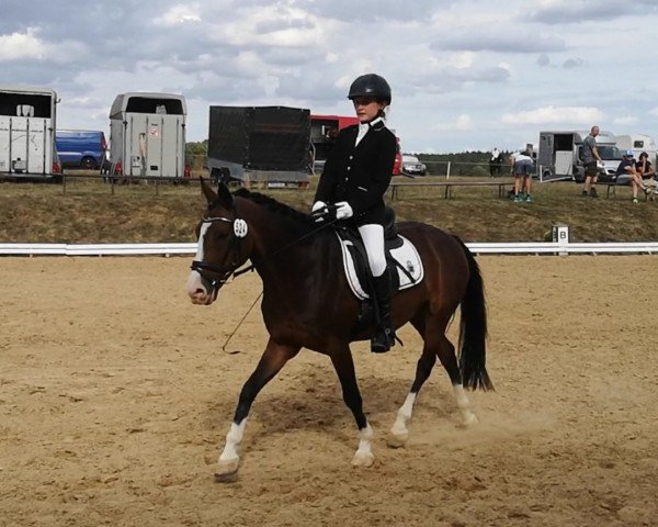 horse Nante 9 (German Riding Pony, 2005, from Top Nordpol)