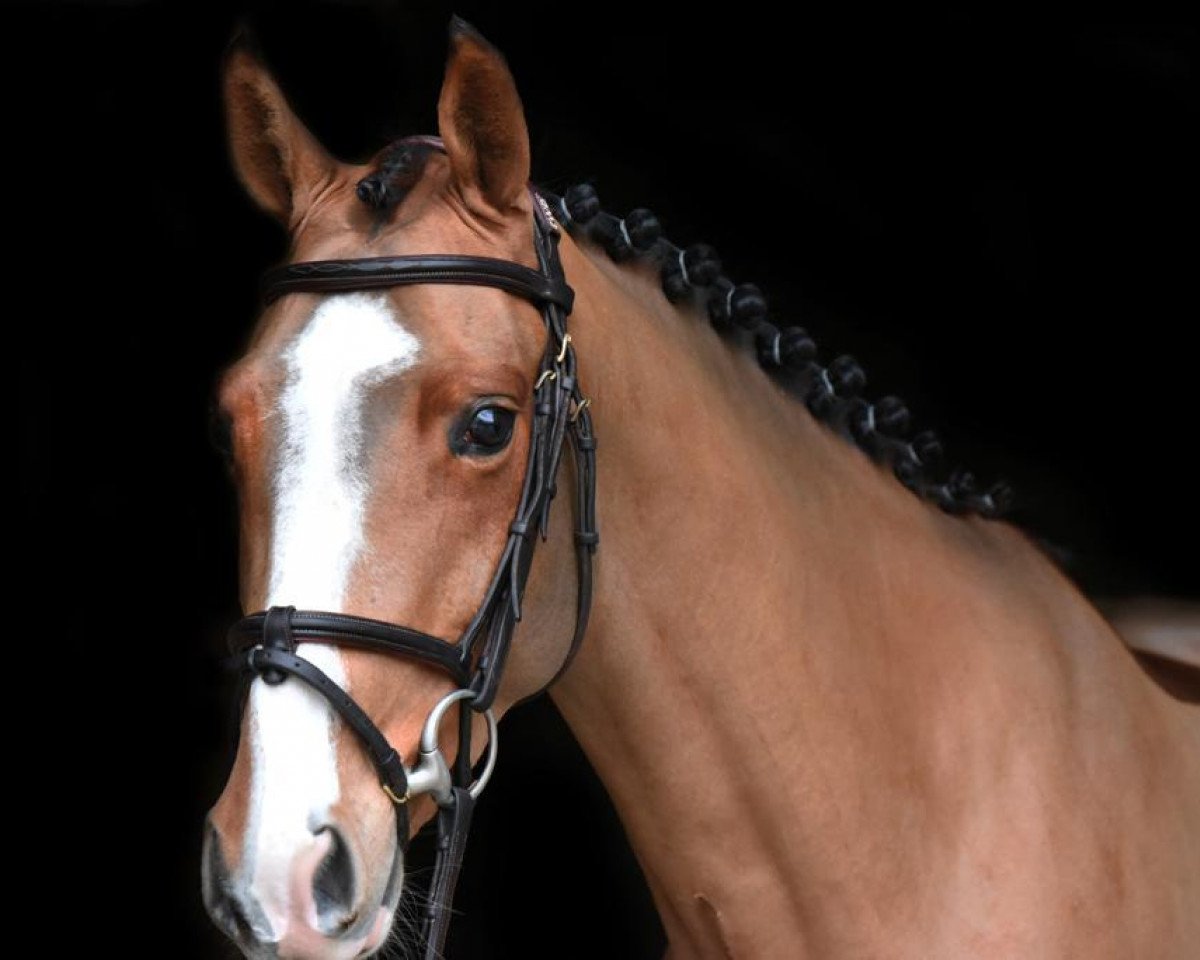 Springpferd Django (Zangersheide Reitpferd, 2014, von Dieu-Merci van T&L)