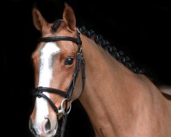 jumper Django (Zangersheide riding horse, 2014, from Dieu-Merci van T&L)