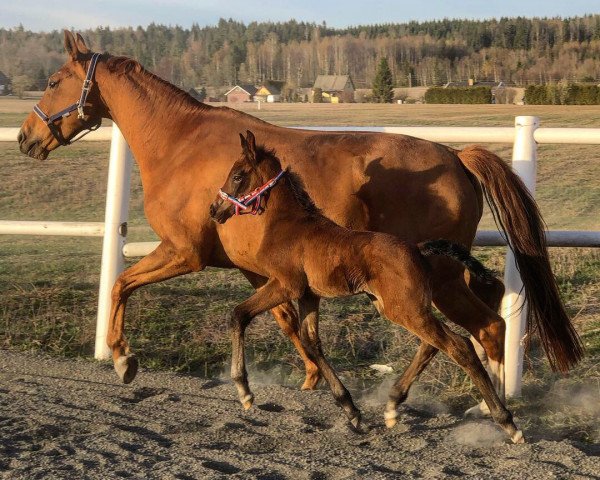 jumper Cornettino's Andante R (Norwegian Warmblood, 2019, from Cornettino Ask)