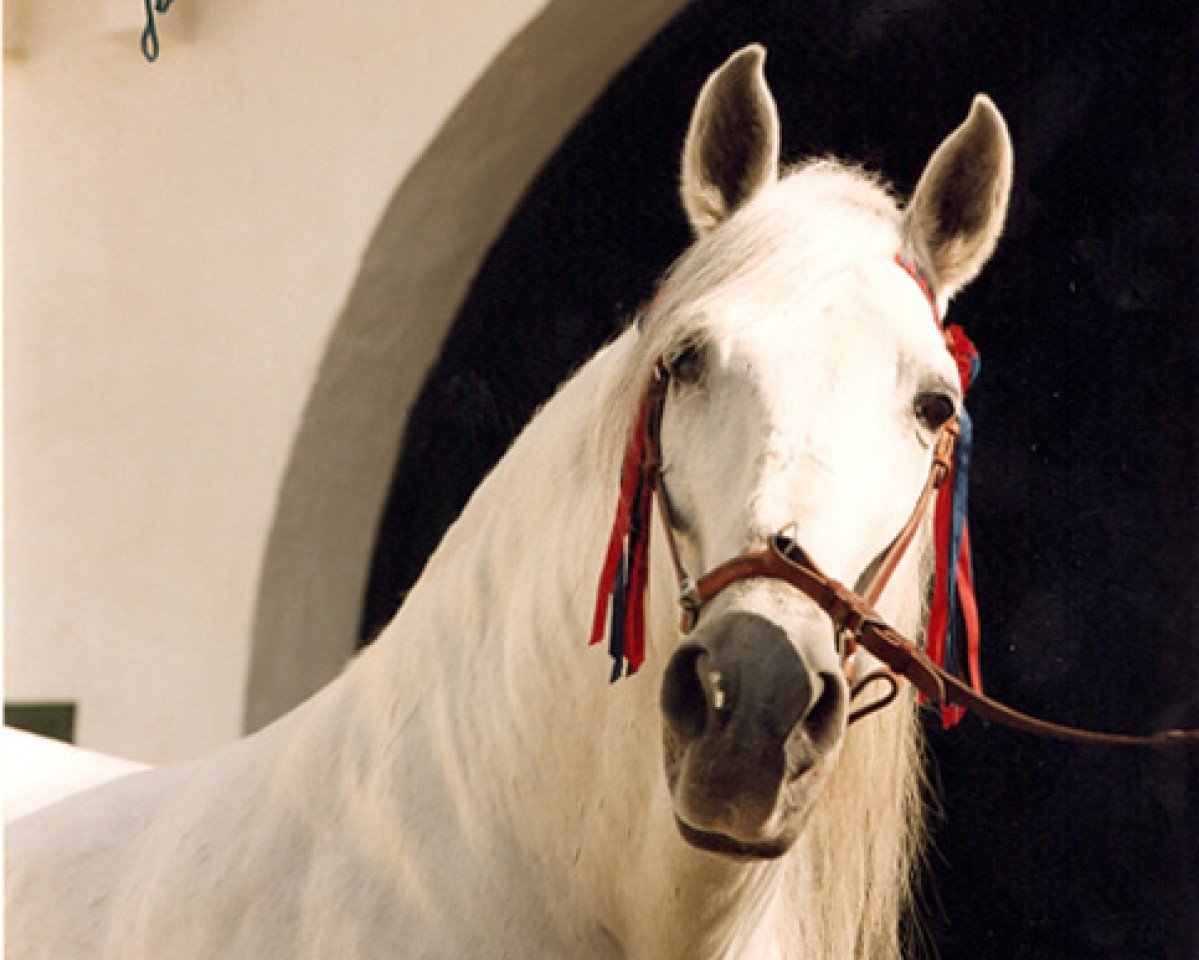Deckhengst Maromo (Pura Raza Espanola (PRE), 1967, von Gorron II)