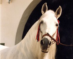 stallion Maromo (Pura Raza Espanola (PRE), 1967, from Gorron II)