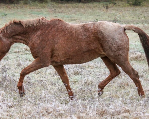 broodmare Bergkadi (Trakehner, 2004, from Elkadi II)