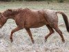 broodmare Bergkadi (Trakehner, 2004, from Elkadi II)