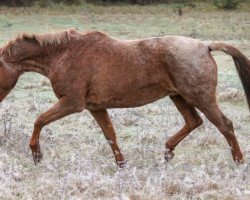 Zuchtstute Bergkadi (Trakehner, 2004, von Elkadi II)