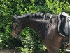 dressage horse Graf Simba (Hanoverian, 2011, from Graf Galen)