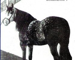 stallion Bordador V (Pura Raza Espanola (PRE), 1962, from Hacendoso IV)