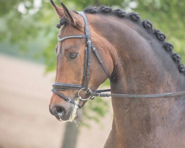 dressage horse PAJE Signac (Westphalian, 2014, from Sir Donnerhall I)