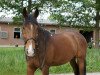 dressage horse Santano (Westphalian, 2002, from Santa Cruz)