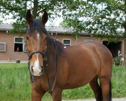 dressage horse Santano (Westphalian, 2002, from Santa Cruz)