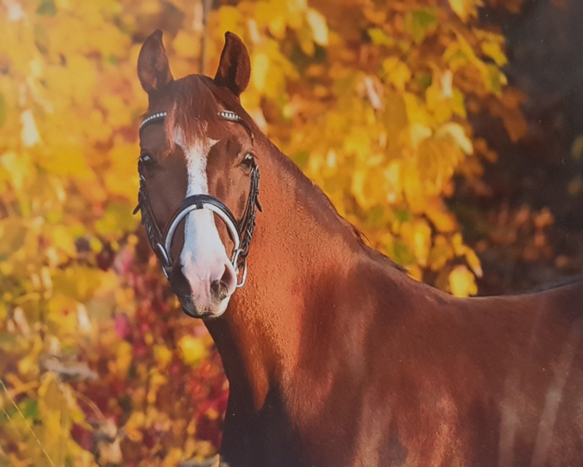 Zuchtstute Daily You (Deutsches Reitpony, 2014, von Dance Star AT NRW)