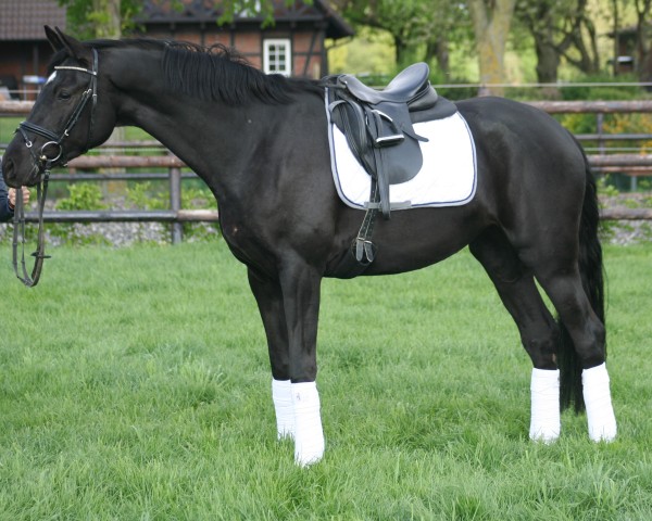 dressage horse Becerra (Westphalian, 2014, from Bon Bravour)