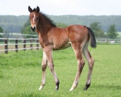 dressage horse PAJE Fabre (Westphalian, 2014, from Feedback 16)