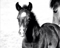 dressage horse Paje Fritzlakritz (Oldenburg, 2013, from Feedback 16)