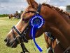 dressage horse Lamiro 55 (Welsh, 2002, from Bjirmen's Wytse)