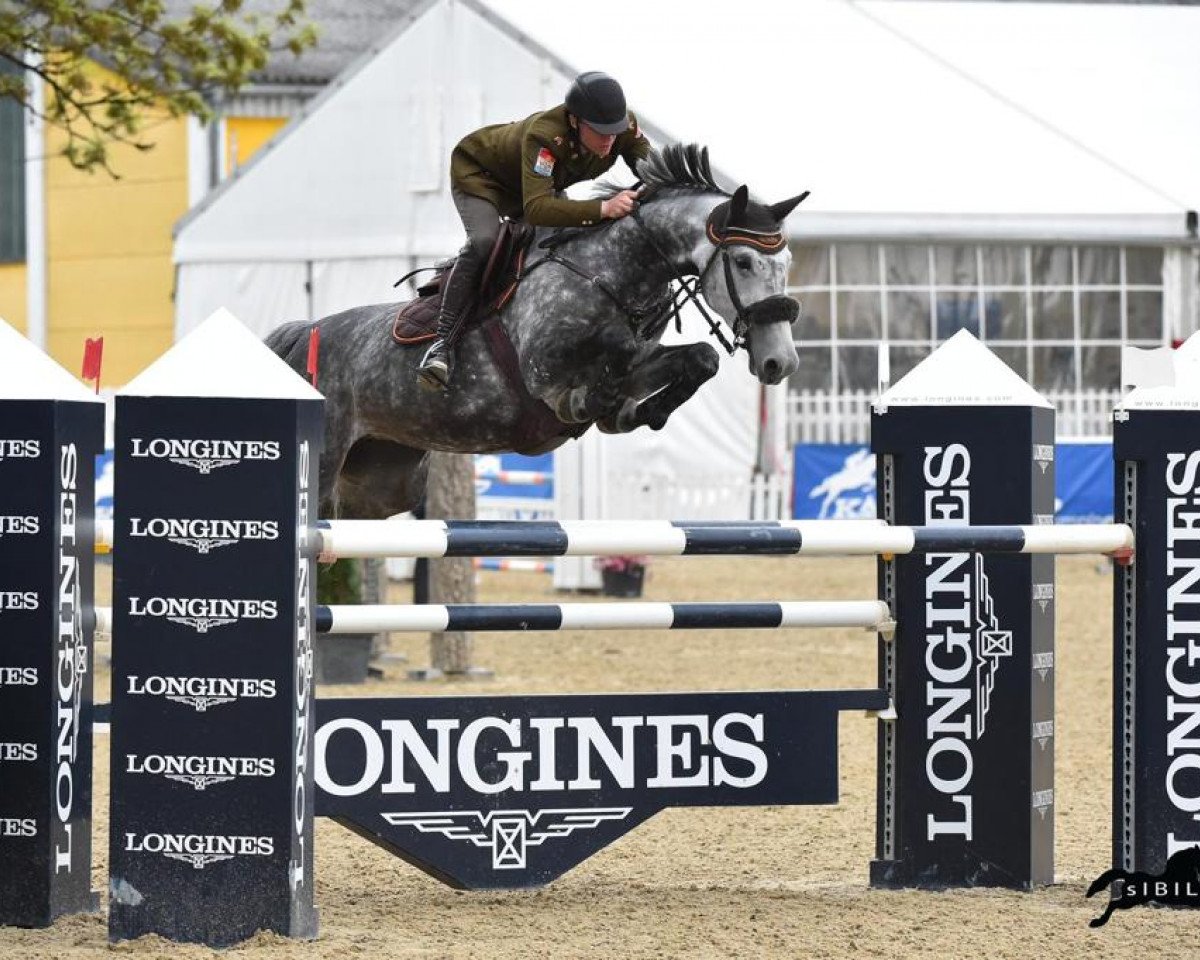 Springpferd Caipirinha (KWPN (Niederländisches Warmblut), 2009, von Vermont)