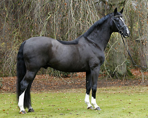 stallion De Niro (Hanoverian, 1993, from Donnerhall)