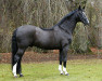 stallion De Niro (Hanoverian, 1993, from Donnerhall 11)