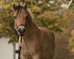 horse Hiro H (Fjord Horse, 2016, from Harvard)