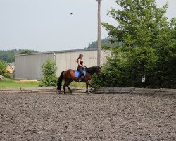 broodmare Angelina 289 (Bavarian, 2004, from Heraldik xx)