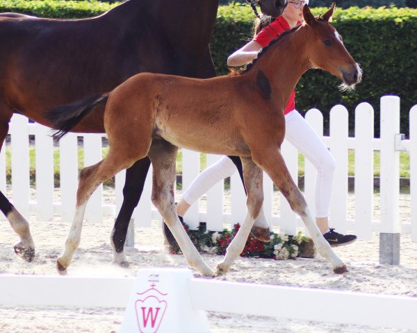 dressage horse Bellagio (Westphalian, 2019, from Callaho's Benicio)