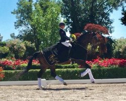 dressage horse Elrond 19 (Westphalian, 2014, from Escolar)