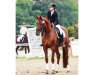 dressage horse Fairytale S 3 (Westphalian, 2012, from Fürst Wilhelm)