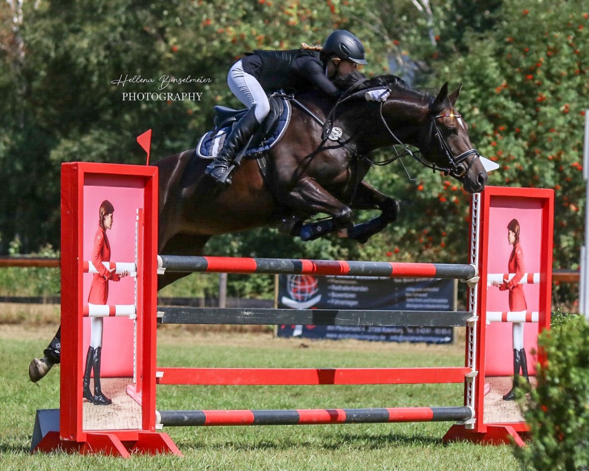 Springpferd Bella 1081 (Hannoveraner, 2011, von Bob)