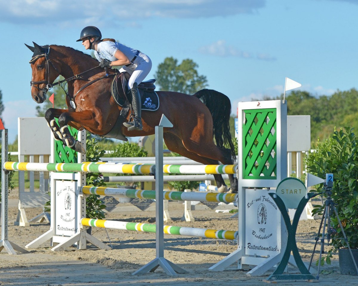 jumper Lacontinus (German Sport Horse, 2010, from Lord Pezi)