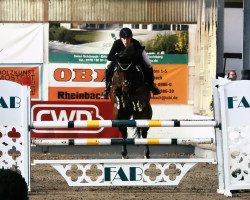 jumper Candyland (KWPN (Royal Dutch Sporthorse), 2009, from Canturano I)