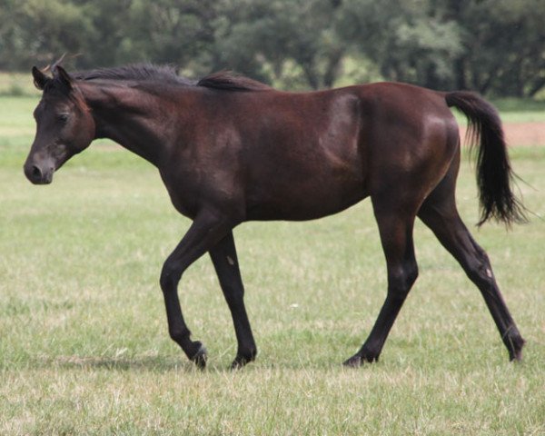 Pferd GH Ehab (Vollblutaraber, 2018, von BS ECHNATON ox)