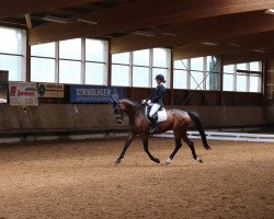 dressage horse Just in Time 31 (Westphalian, 2006, from Jazz Rubin)