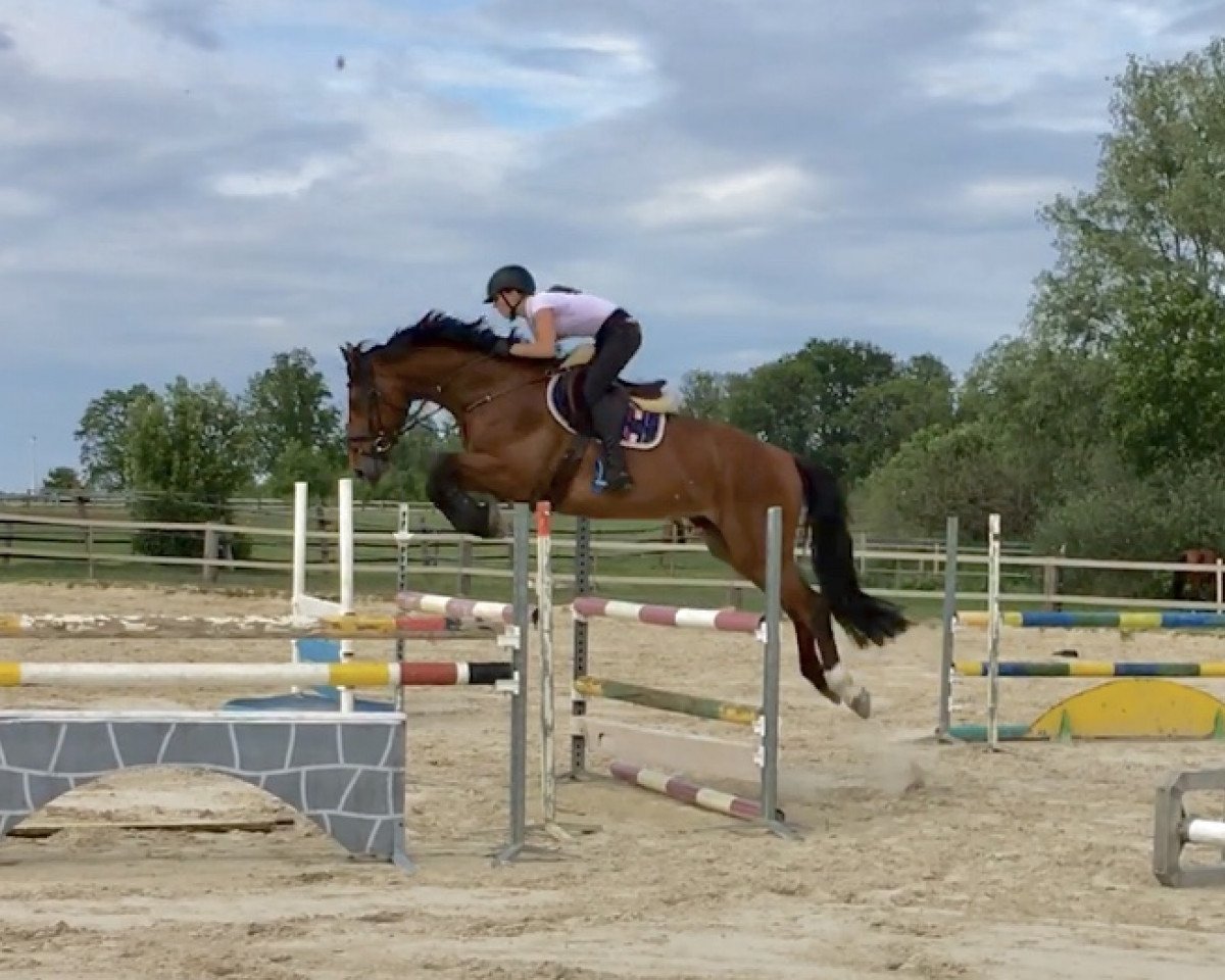 Springpferd Carembar Star (Oldenburger Springpferd, 2014, von London)