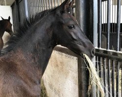 dressage horse Fürsten-Heini (Oldenburg, 2019, from Fürsten-Look)