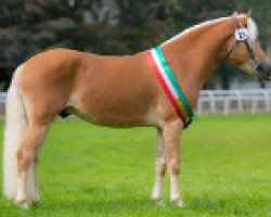 stallion Nalisto (Haflinger,  , from Nikora)